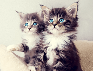 低空無(wú)人機(jī)測(cè)繪:高效、精確、廣泛應(yīng)用的新興技術(shù)