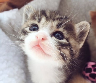 測(cè)繪CAD丨批量標(biāo)注坐標(biāo),你不需要嗎?